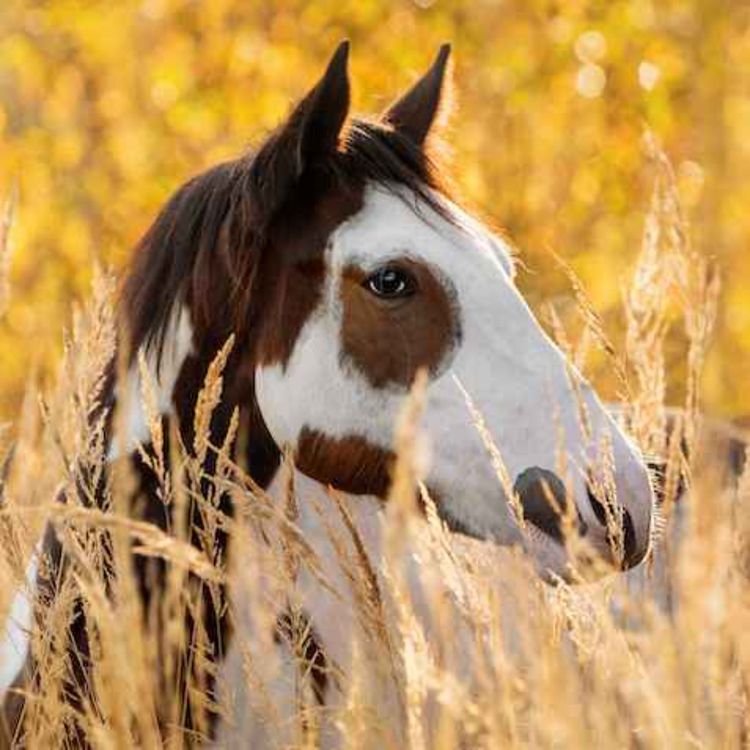 cover art for 159 - Når sier vi nok er nok?