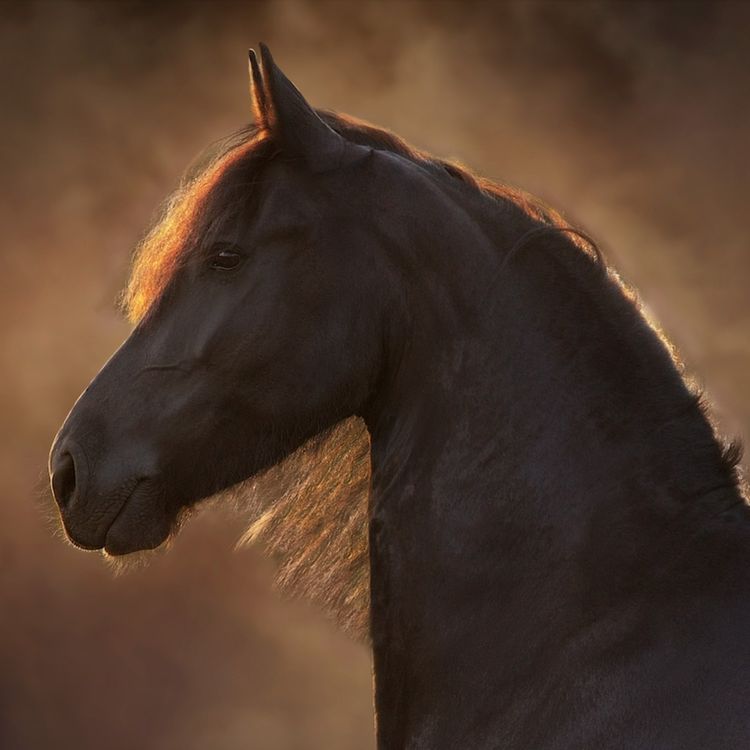 cover art for 231 - Hestefolk, foren dere!