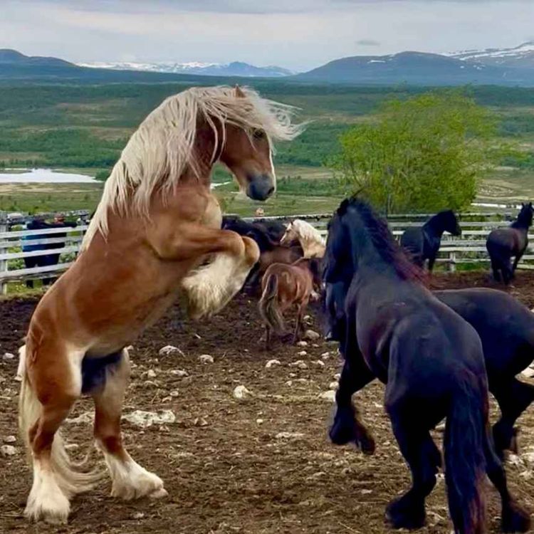 cover art for 252 - Om kurs, klan og roman