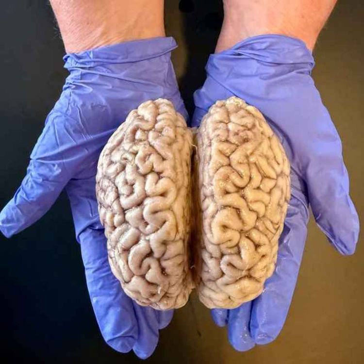 cover art for 256 - Am I safe?