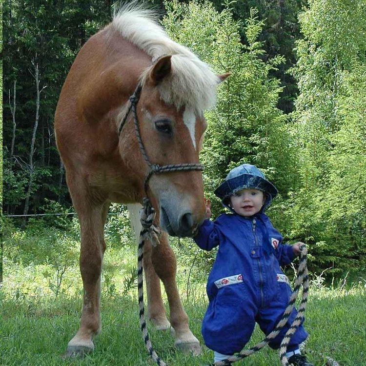 cover art for 260 - Bare en hest...?