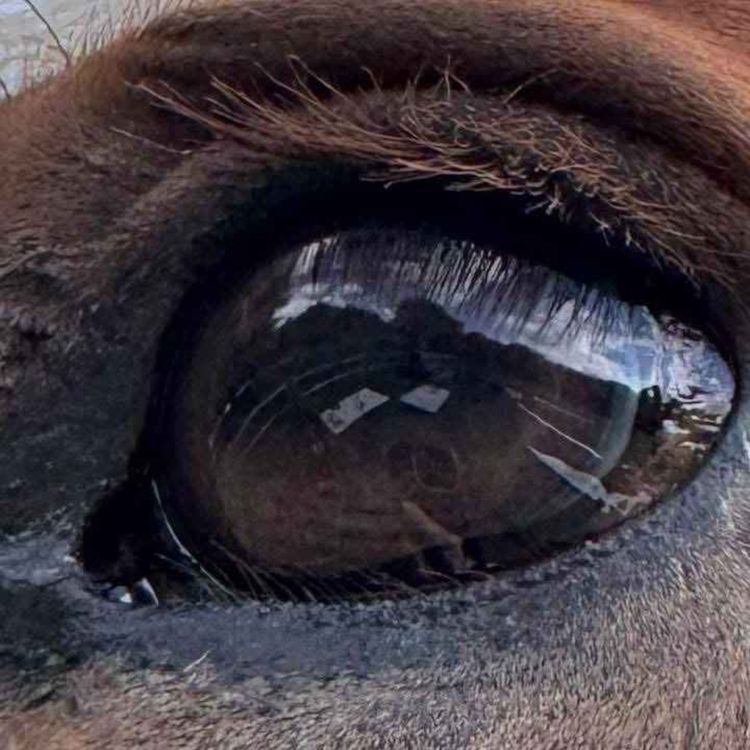 cover art for 264 - Sett fra hestens side