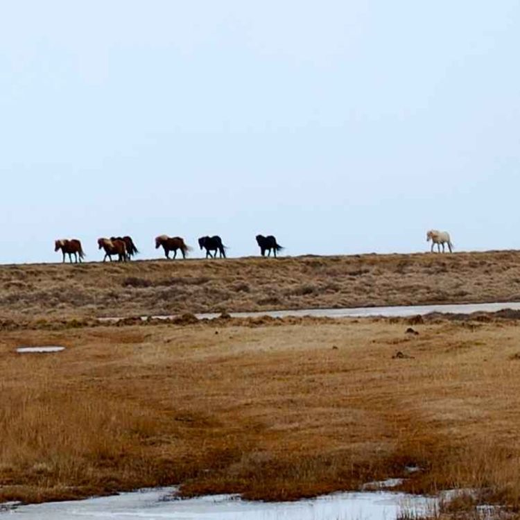 cover art for 267 - Jeg er ingen hest...