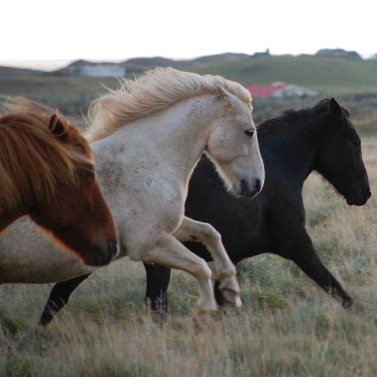 cover art for 271 - Hvem vil vi være for hestene våre?