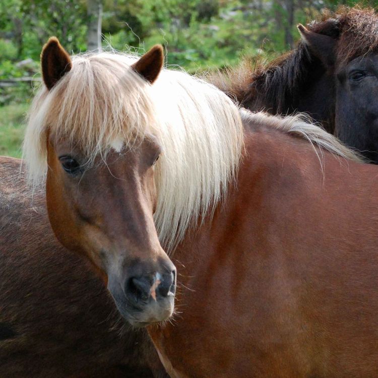 cover art for 274 - Hestemeditasjon