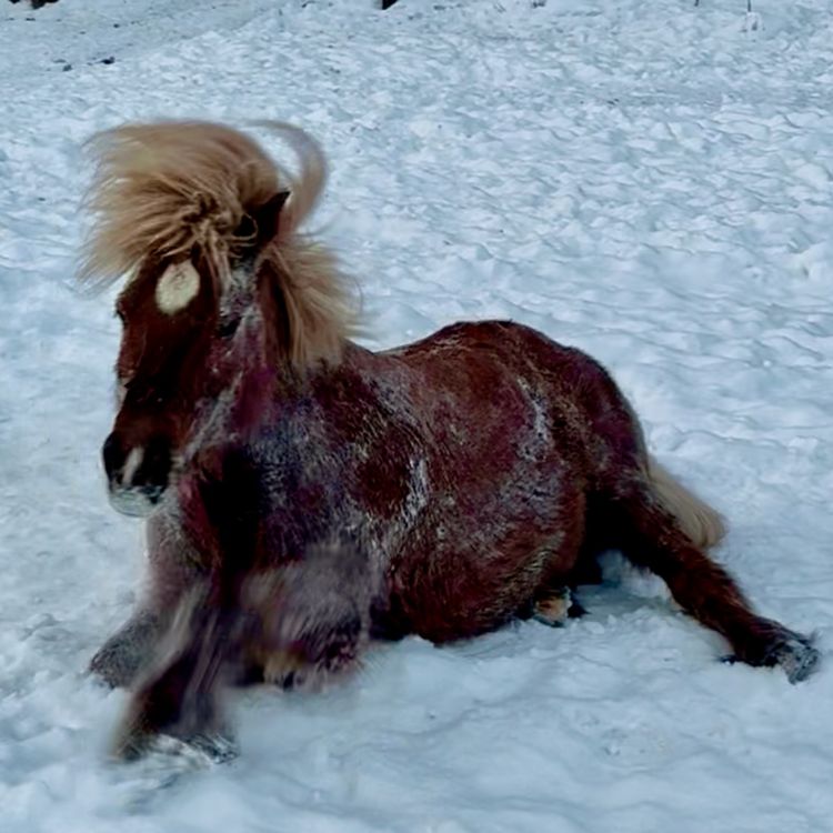 cover art for 276 - Bare drømmer og tidsfordriv?