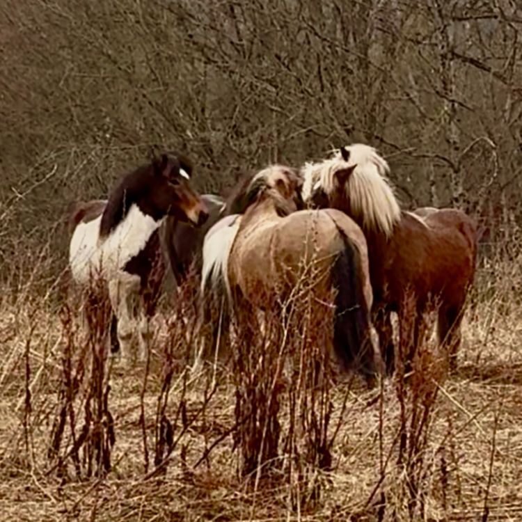 cover art for 286 - Flokklivets gleder - og utfordringer