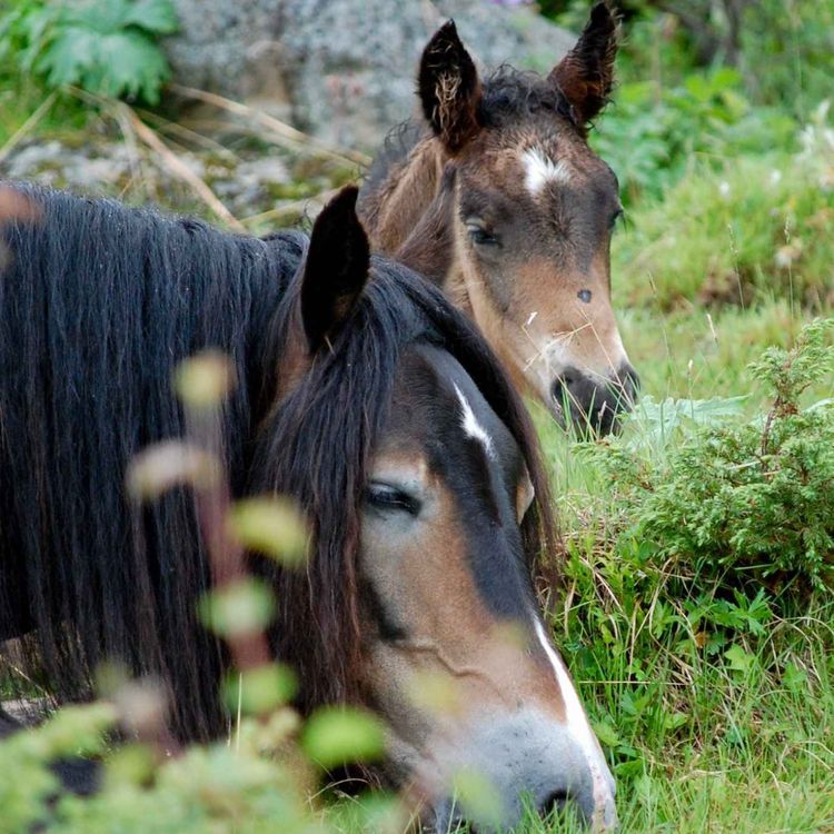 cover art for 287 - Det kommer en vår