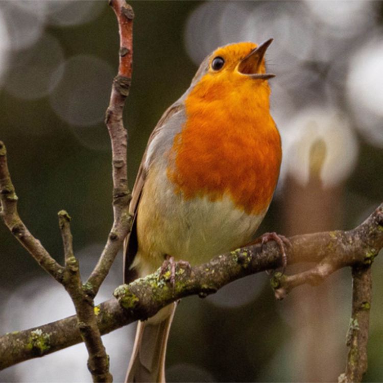 cover art for Episode 82:  Bringing birdsong to the digital workplace