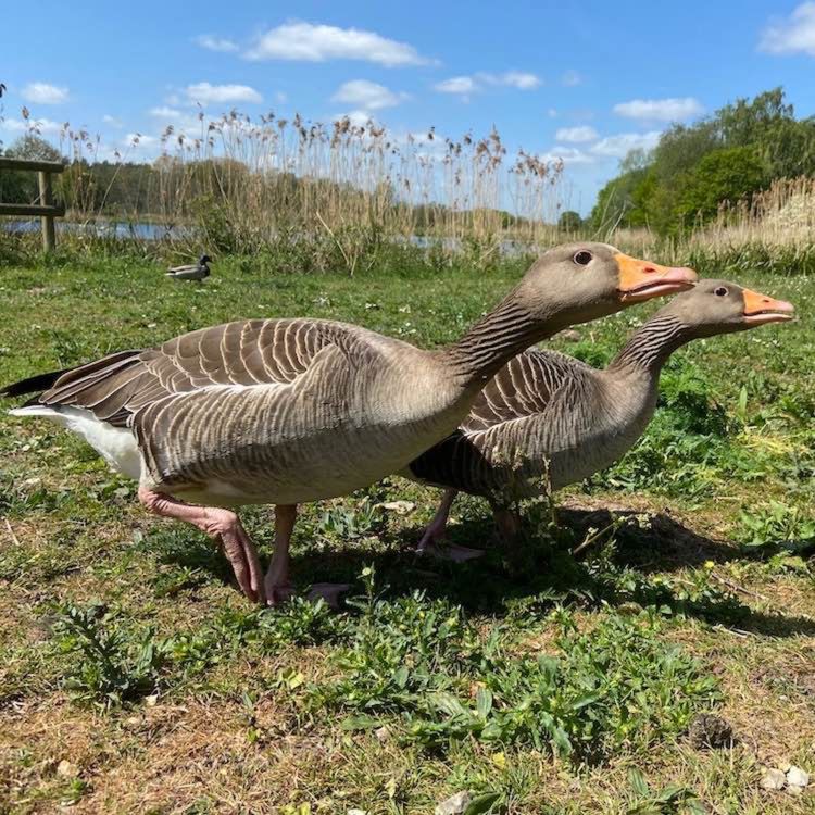 cover art for The Meaning of Geese