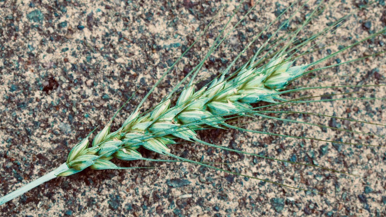 cover art for The Great Global Food Waste Scandal