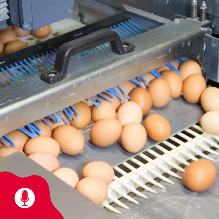 cover art for ABC om høns- og eggproduksjon