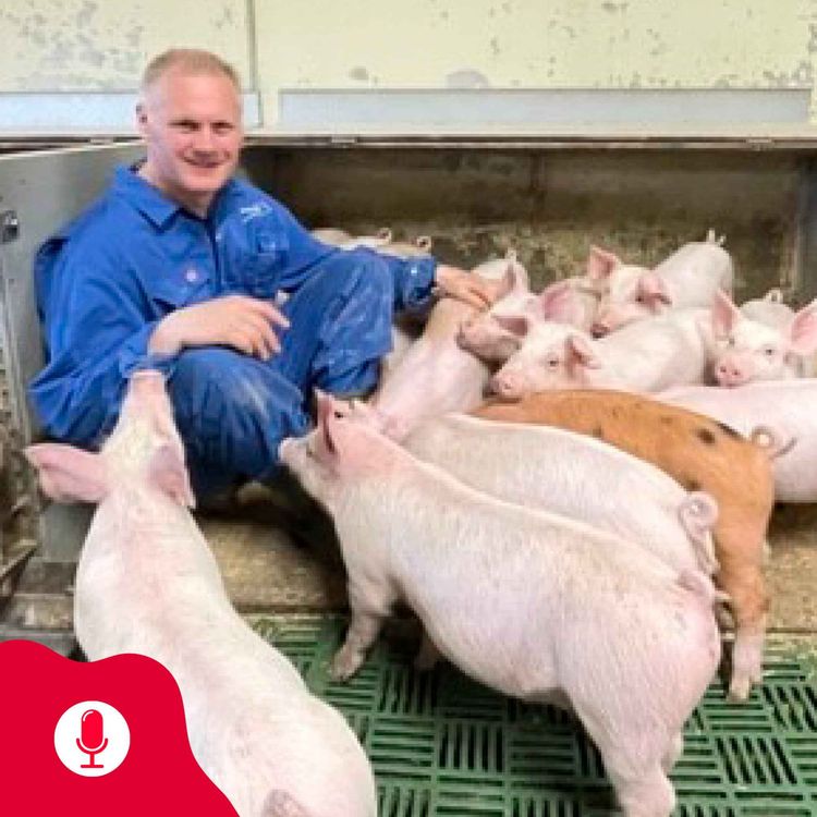 cover art for Grisepodden: svineproduksjon og grisens syklus fra A til Å