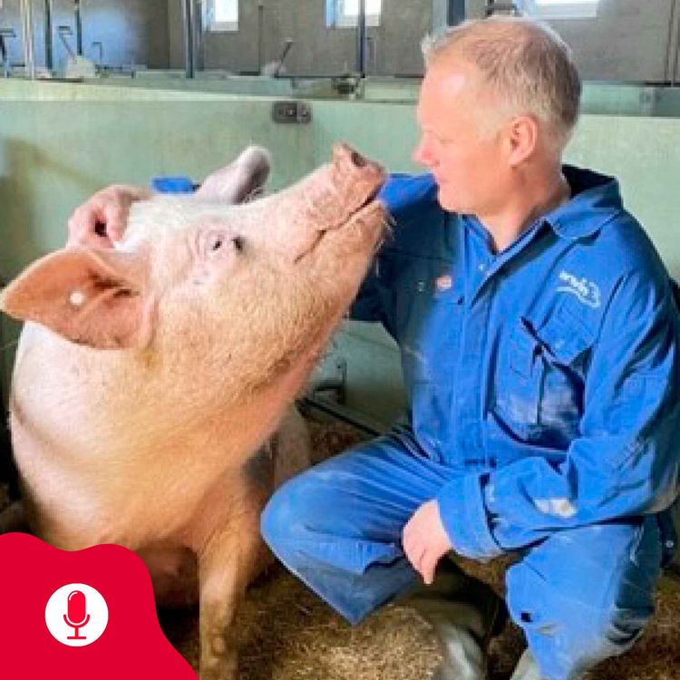 cover art for Grisepodden: Avvenning av smågris