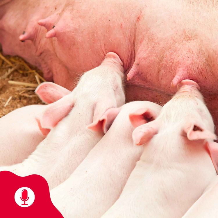 cover art for Grisepodden: grising