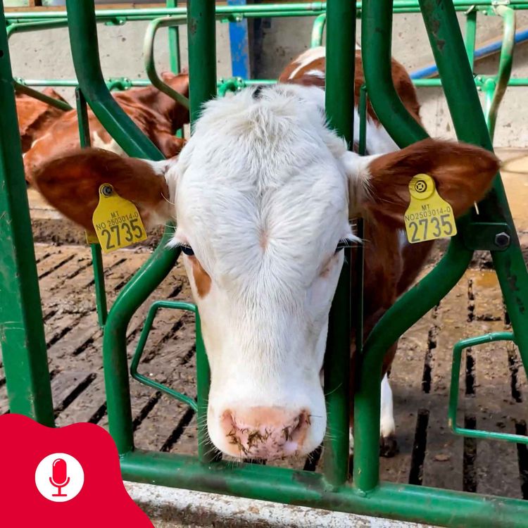 cover art for Fra kalv til kvige, fra kvige til ku