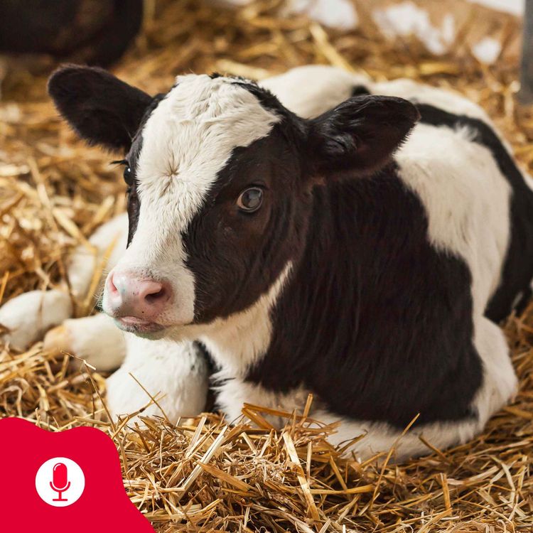 cover art for Kalv og kalvestell: Fra flytende til fast føde