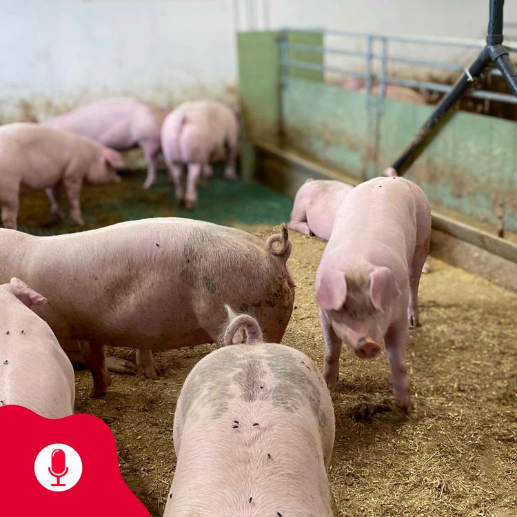 cover art for Grisepodden: Gjødselhåndtering, ventilasjon og varmestress