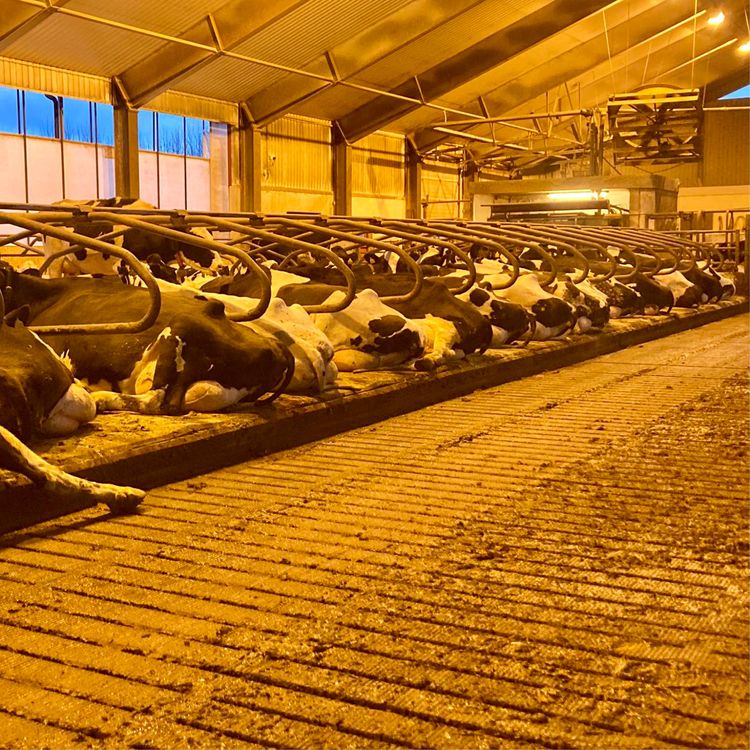 cover art for Løsdriftsfjøs i Trøndelag: Fra velferdsavdeling til flyterenner