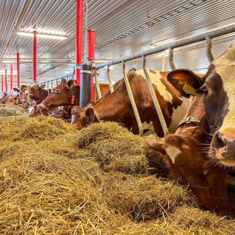 cover art for Unngå vekttap og dårlig drektighet: Slik lykkes du med kviger og innsetting i høst