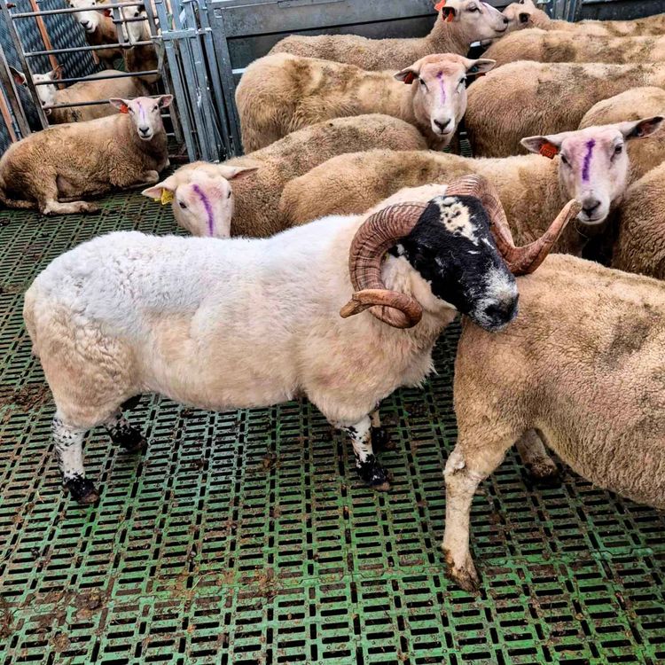 cover art for Sauepodden: Paring, avl og vinterens fagmøter