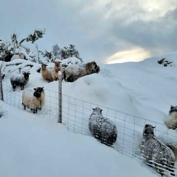 cover art for Sauepodden julespesial 2025