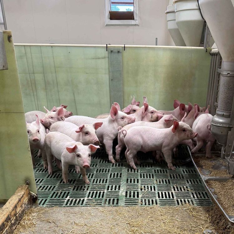 cover art for Grisepodden: Verdien av gode rutiner ved avvenning