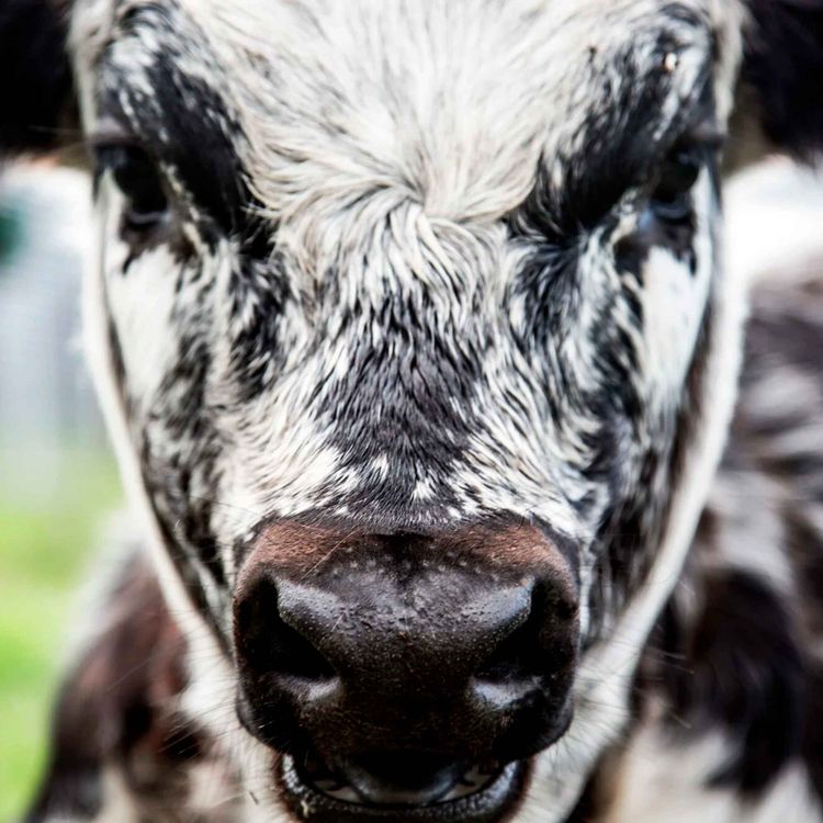 cover art for Ammekupodden: Speckle Park