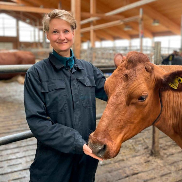 cover art for Belysning til storfe