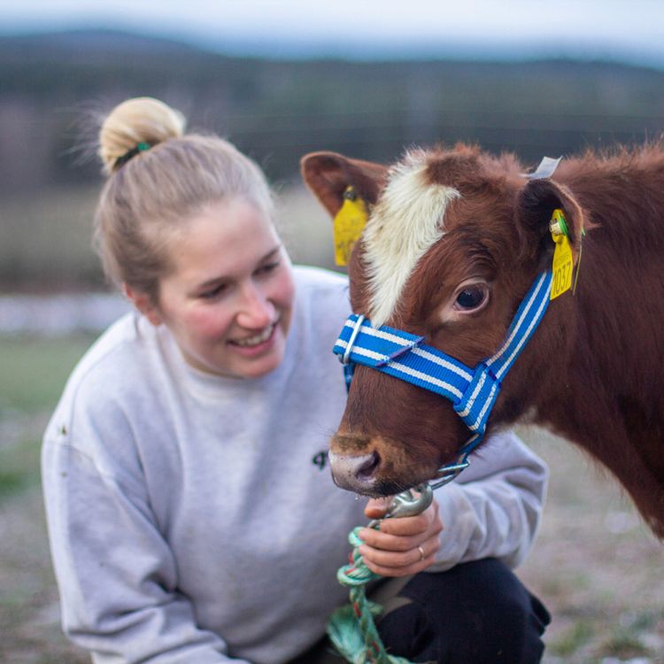 cover art for Fruktbarhetsmagasinet: God helse gir bedre fruktbarhet i fjøset