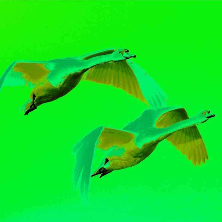 cover art for Green Swans take flight