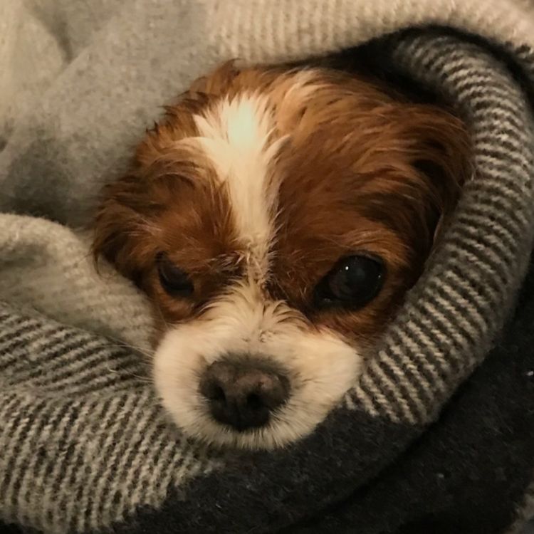 cover art for Att komma tillbaks efter Corona-pandemin