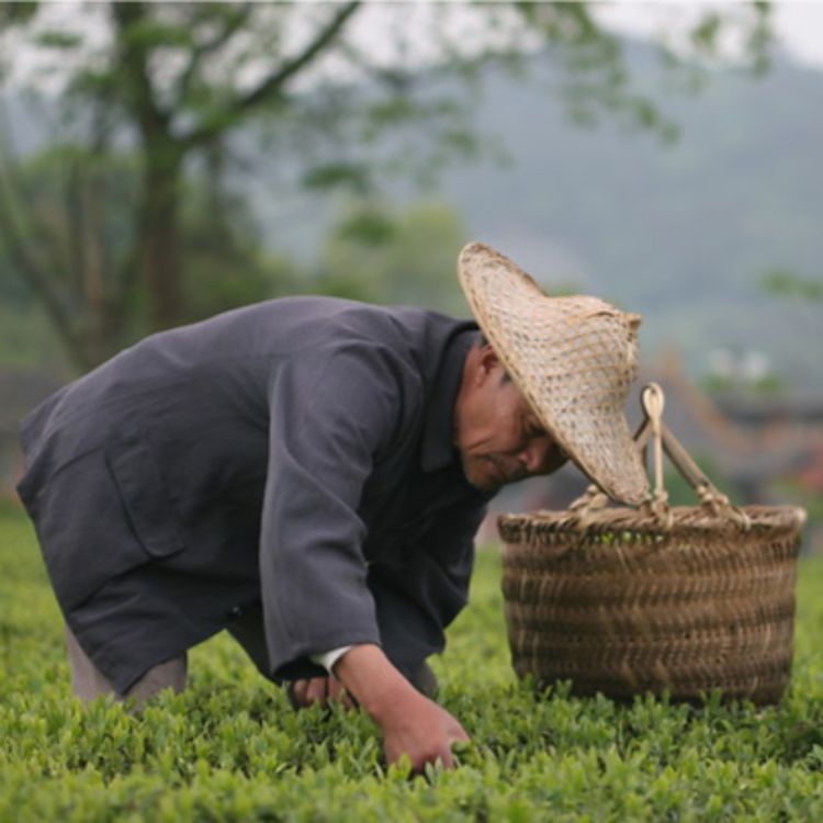 cover art for Les thés du Fujian