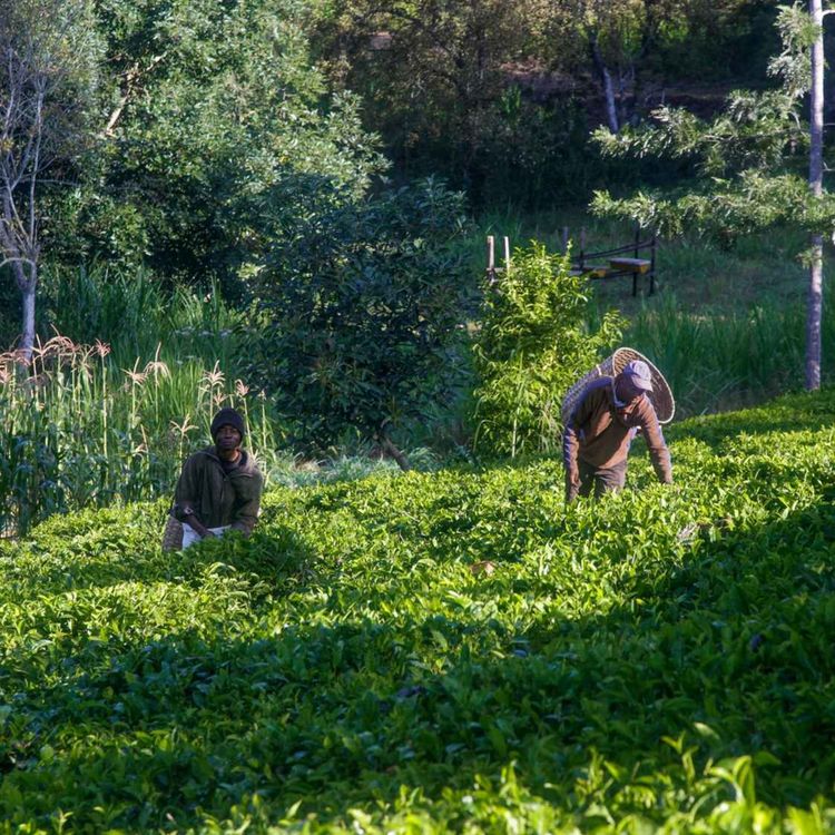 cover art for Le Kenya