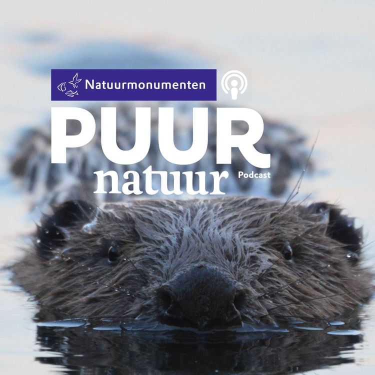 cover art for Puur Natuur: Op beverspeurtocht in Limburg met Willy de Koning