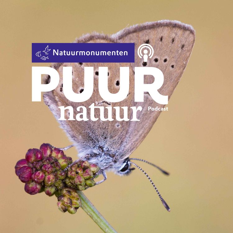 cover art for Puur Natuur: Boswachter Lianne Schröder over herstel van blauwe graslanden in Vlijmens Ven