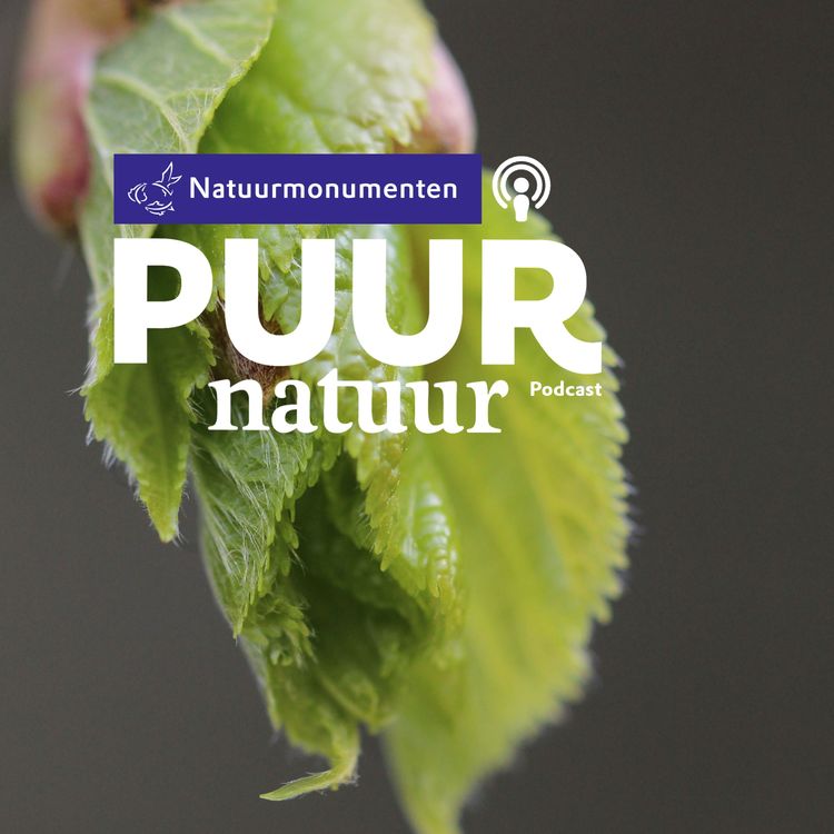 cover art for Puur Natuur: Bert Maes en Ellen Ter Stege over het belang van inheemse bomen in de natuur