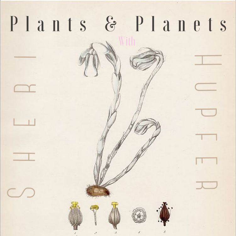 cover art for Plants & Planets: Ghost Pipe with Sheri Hupfer