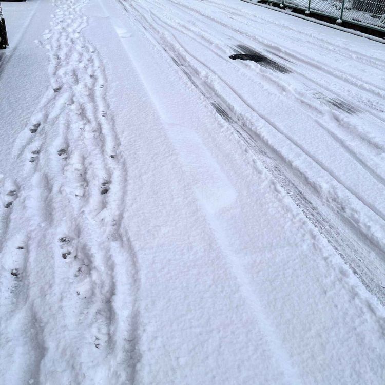 cover art for 雪の朝