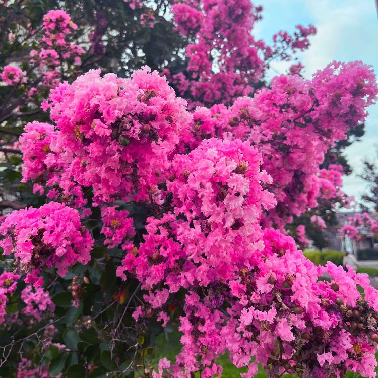 cover art for サルスベリの花とマクドナルド