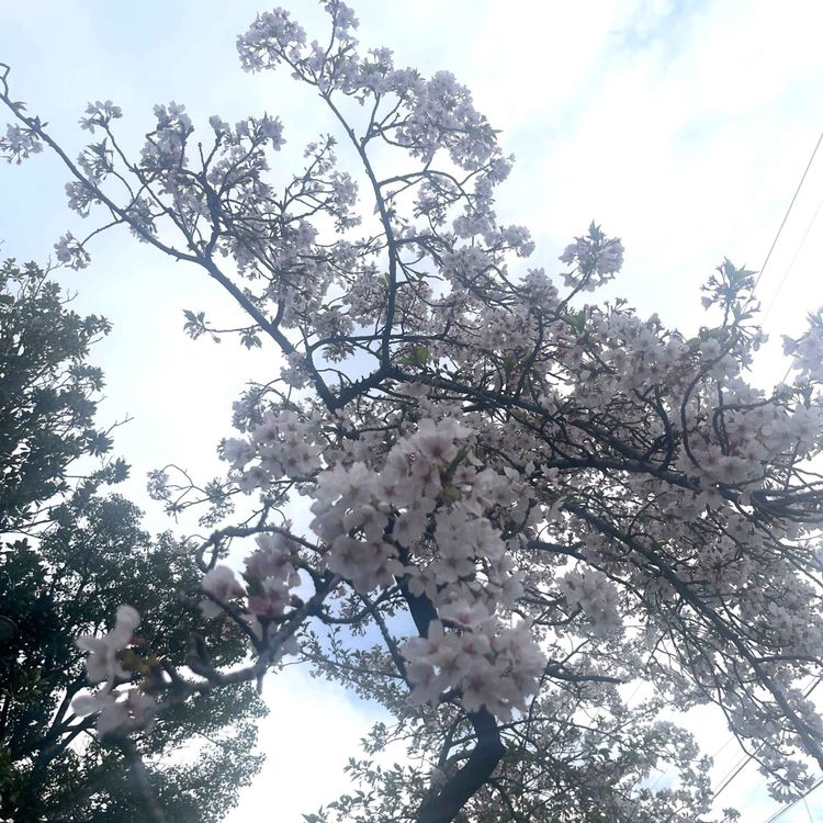 cover art for ひさびさの散歩収録