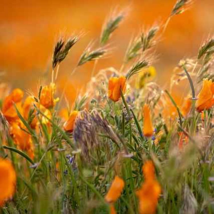 cover art for Hơi Come Out A Little Bit :D