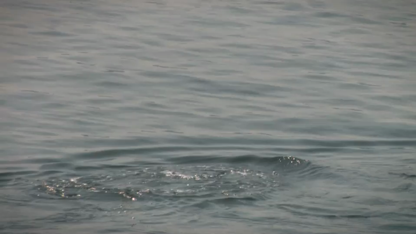 cover art for Adventure | Looking for Whales in Seward, Alaska | Alaska HDTV