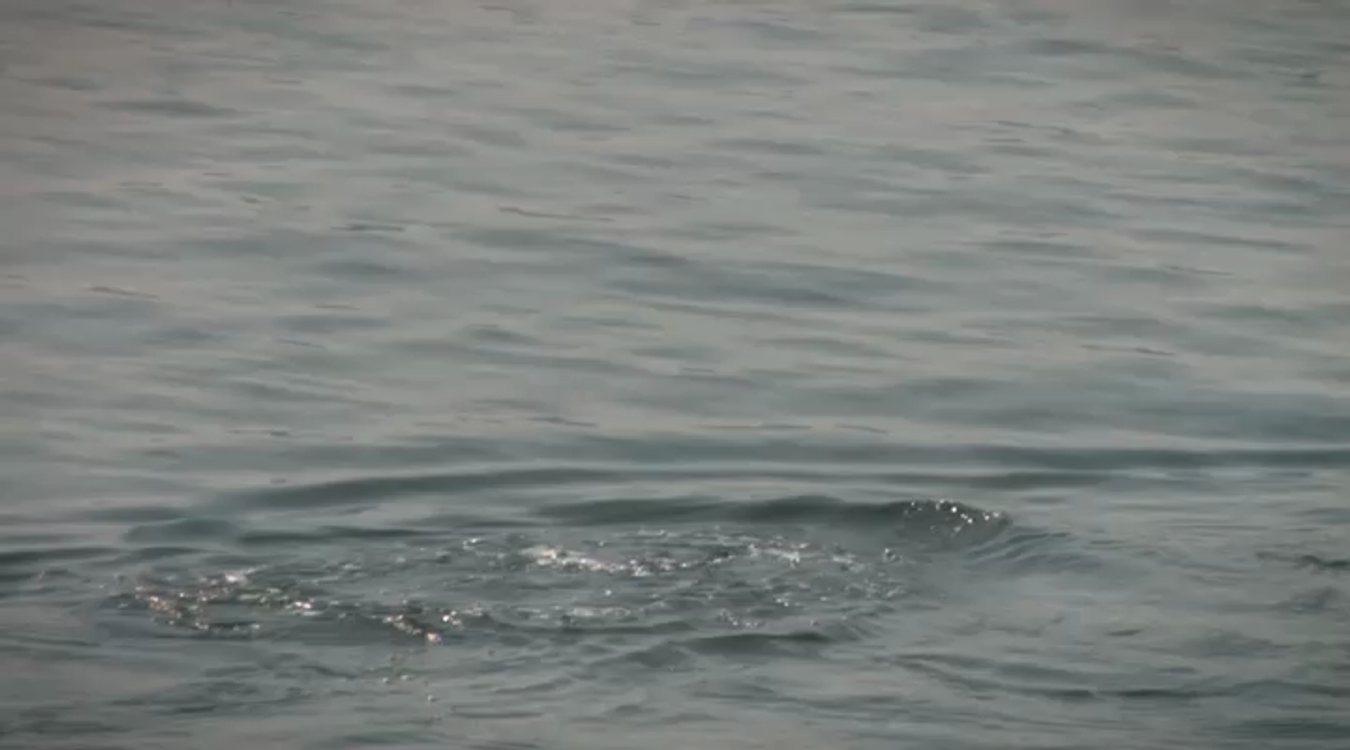 cover art for Adventure | Looking for Whales in Seward, Alaska | Alaska HDTV