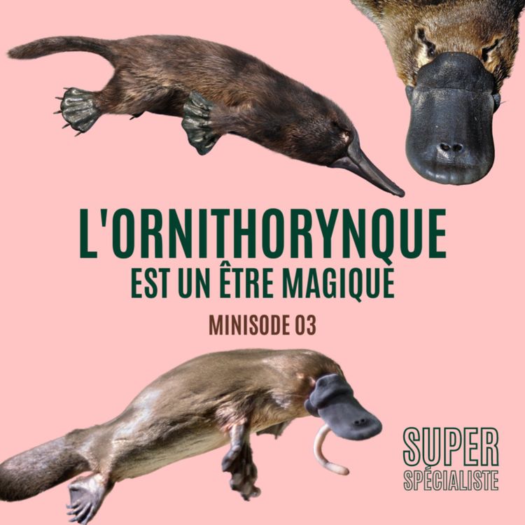 cover art for L'ornithorynque, cet être magique - Minisode