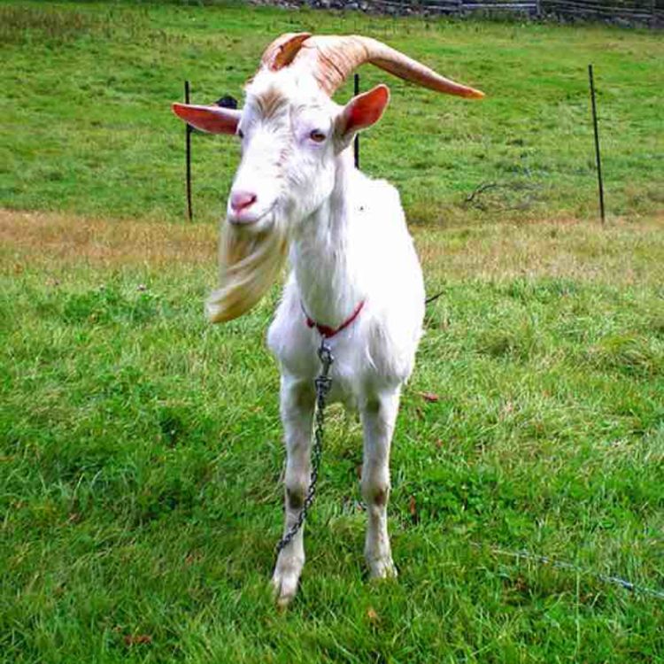 cover art for #GOAT #NoCap #Freestyle | Made In 🔥Hell🔥