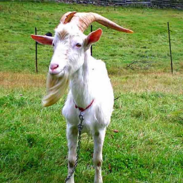 cover art for On That G.O.A.T Shit | Freestyle 🔥