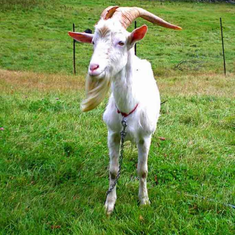 cover art for On That G.O.A.T Shit 🔥 Off The Dome