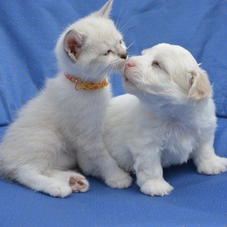 cover art for How to Simplify Your Life Today by Applying the Kiss Principle Right Now