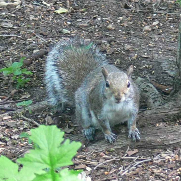 cover art for Creature Christmas